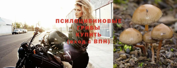 сатива Гусев